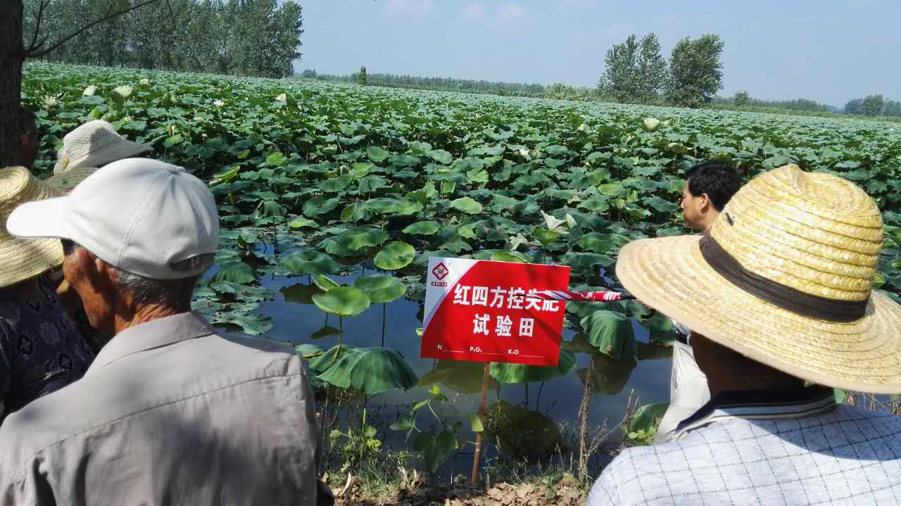 莲藕试验田观摩会现场